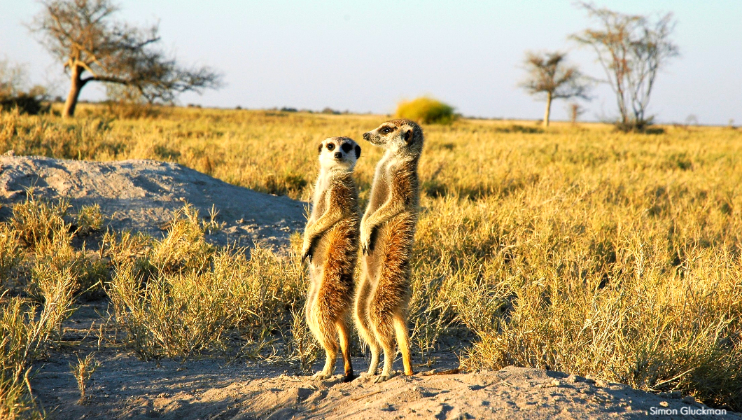 Meerkats-Simon Gluckman